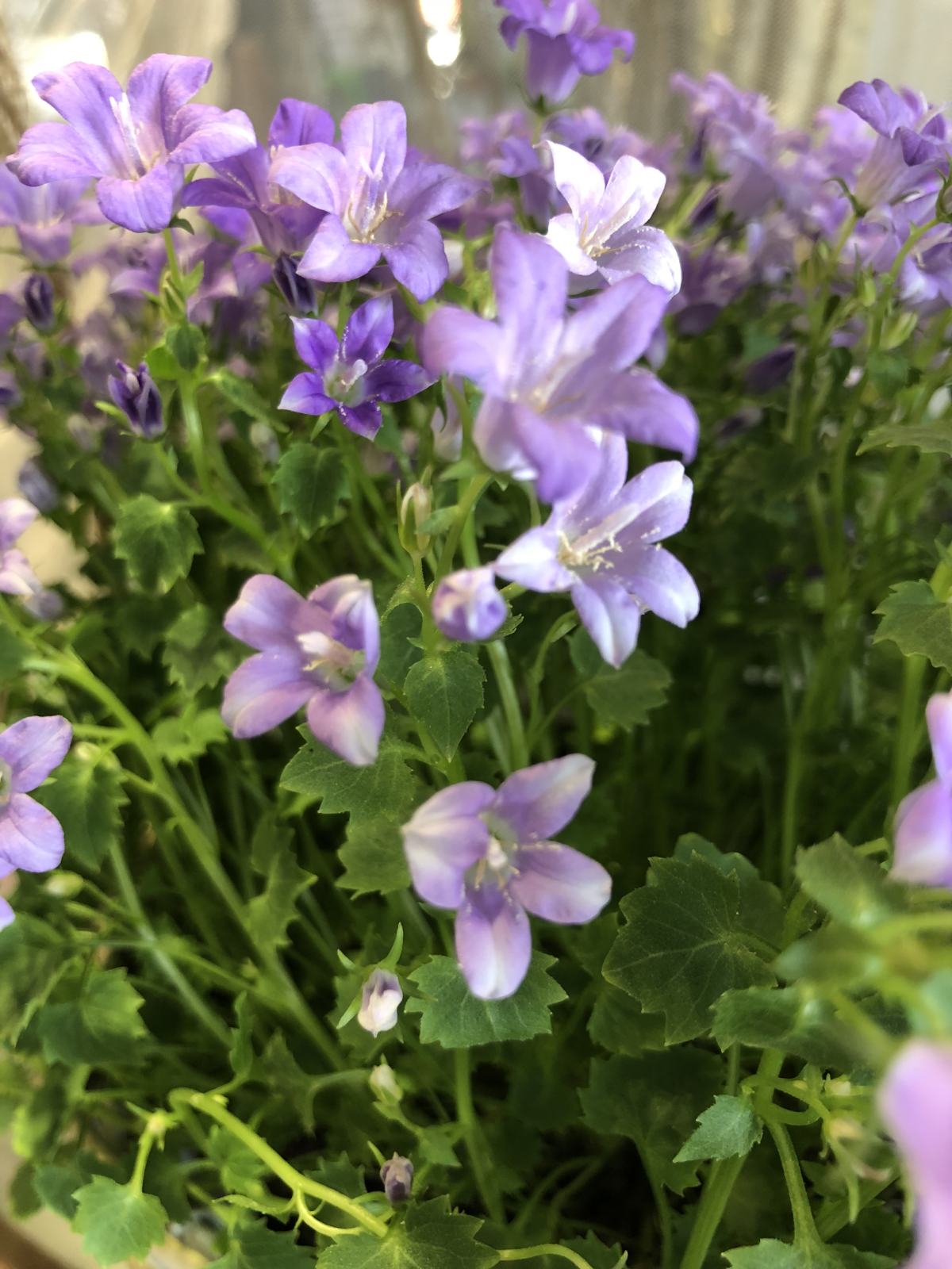 识花 图片 商城 养鱼 当前位置: 首页 花友问答 植物养护 正文 风铃花